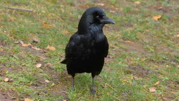 Primer Plano Del Pájaro Mirando Alrededor — Vídeo de stock