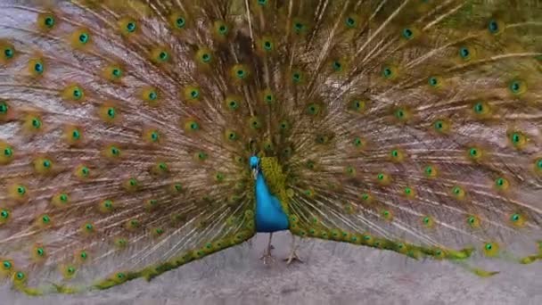 Close Male Peacock Presenting His Tail Feathers — Vídeo de Stock