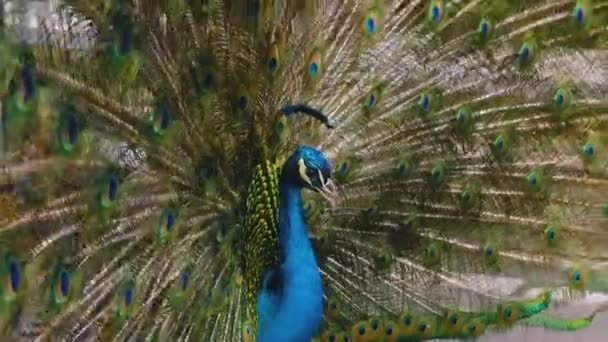 Close Van Mannelijke Peacock Presenteren Zijn Staart Veren — Stockvideo