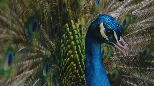 Close Van Mannelijke Peacock Presenteren Zijn Staart Veren — Stockvideo