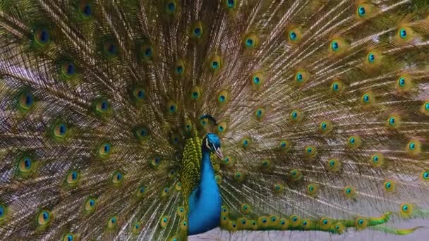 Close Male Peacock Presenting His Tail Feathers — Stockvideo