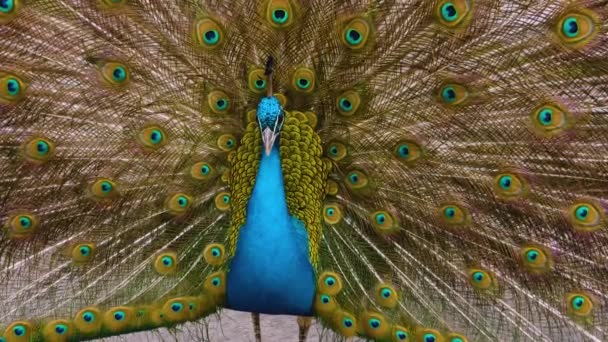 Närbild Hanen Peacock Presenterar Sina Stjärtfjädrar — Stockvideo