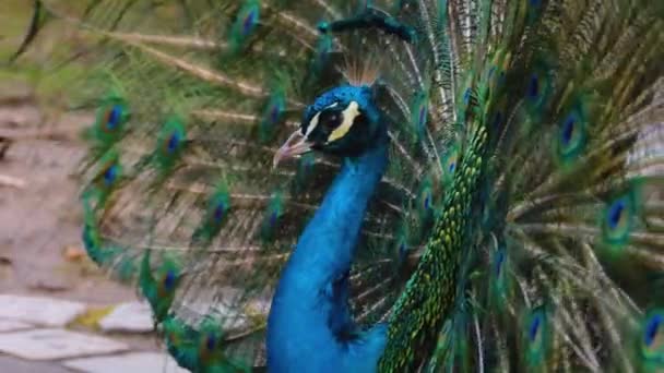 Close Male Peacock Presenting His Tail Feathers — Stock Video