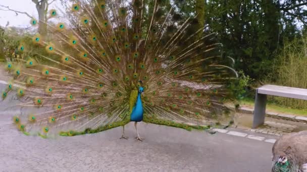 Close Male Peacock Presenting His Tail Feathers — Stockvideo