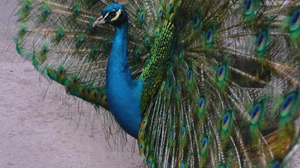 Close Male Peacock Presenting His Tail Feathers — Stockvideo