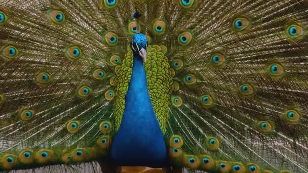 Close Van Mannelijke Peacock Presenteren Zijn Staart Veren — Stockvideo