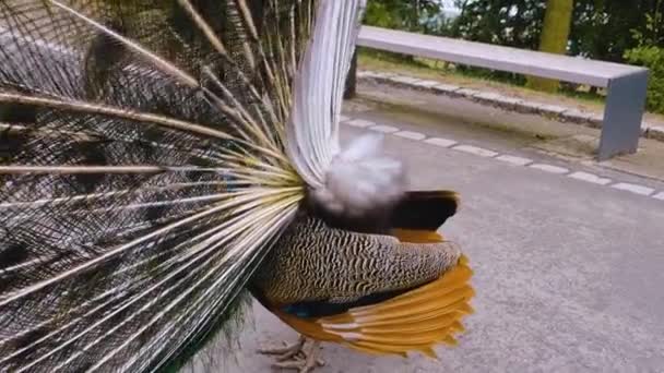 Närbild Hanen Peacock Presenterar Sina Stjärtfjädrar — Stockvideo