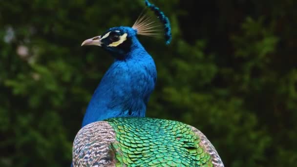 Großaufnahme Von Männlichem Pfau Der Seine Schwanzfedern Präsentiert — Stockvideo