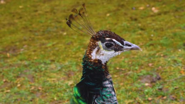 Dekat Peacock Laki Laki Menyajikan Bulu Ekornya — Stok Video