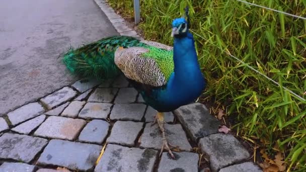 Close Van Mannelijke Peacock Presenteren Zijn Staart Veren — Stockvideo