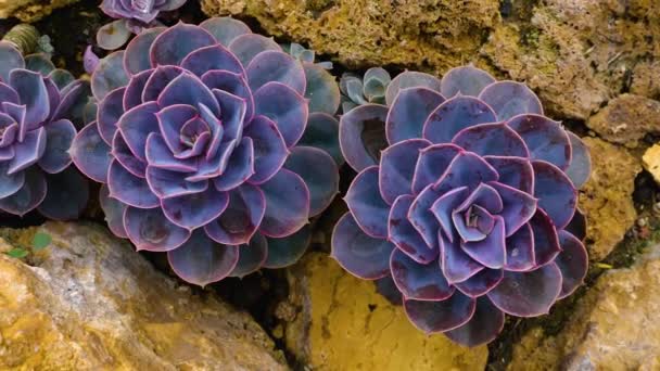 Gros Plan Cactus Avec Poêle Par Une Journée Ensoleillée — Video