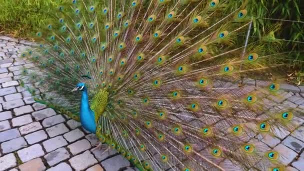 Gros Plan Oiseau Regardant Autour — Video