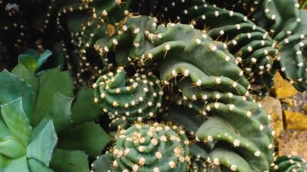 Gros Plan Cactus Avec Poêle Par Une Journée Ensoleillée — Video