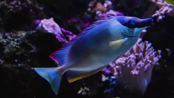 Close Fish Underwater Swimming — Video Stock