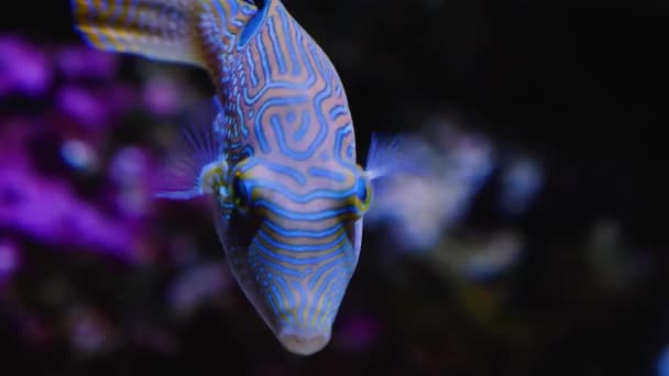 Zblízka Ryby Pod Vodou Plavání Kolem — Stock video