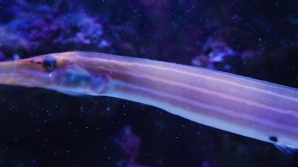 Trompet Balığına Yaklaş — Stok video
