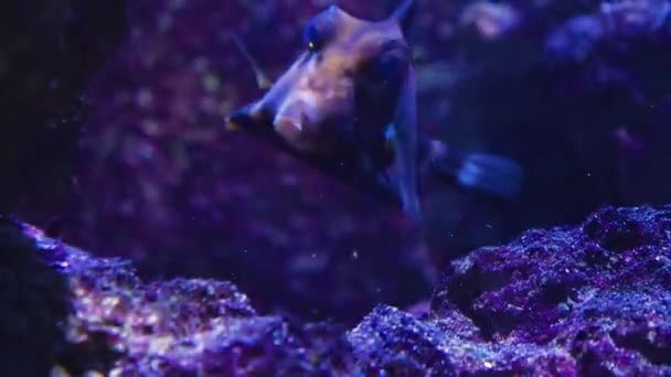 Close Fish Underwater Swimming — Stockvideo