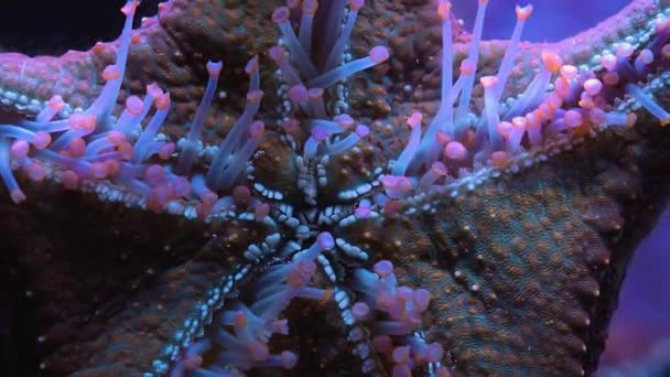 Close Sea Star Starfish Time Lapse Movment Tubes — 图库视频影像