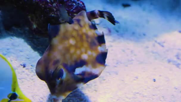 Крупним Планом Риби Під Водою Плавання Навколо — стокове відео