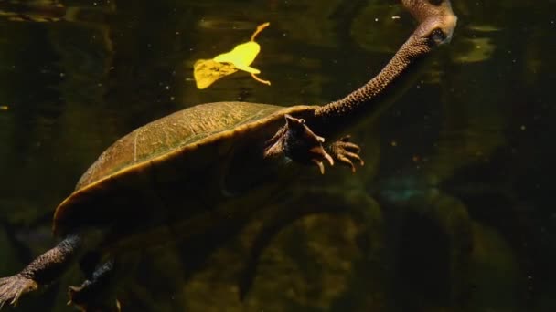 Zbliżenie Żółwi Rozglądających Się Dookoła — Wideo stockowe