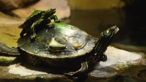 Крупним Планом Черепахи Дивляться Навколо — стокове відео