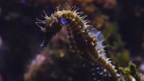 Close Seahorse Underwater — Vídeo de Stock