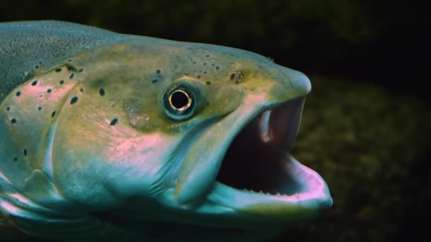 Zblízka Ryby Pod Vodou Plavání Kolem — Stock video