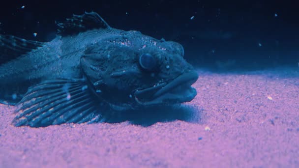 Sluiten Van Vissen Onderwater Zwemmen Rond — Stockvideo
