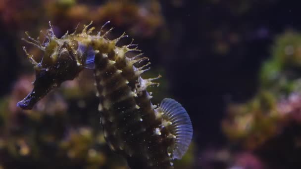 Close Seahorse Underwater — 图库视频影像