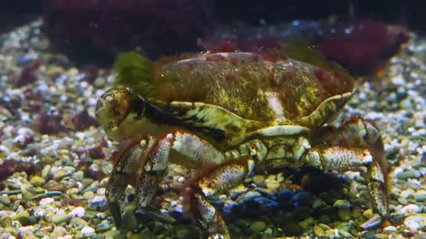 Gros Plan Sur Crabe Homard Déplaçant — Video