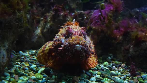 Suyun Altında Yüzen Balıklara Yakın — Stok video