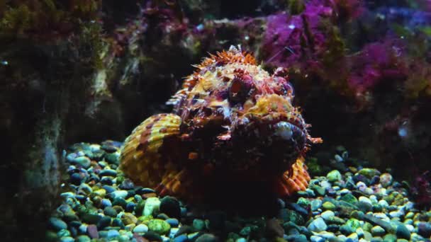 Sluiten Van Vissen Onderwater Zwemmen Rond — Stockvideo