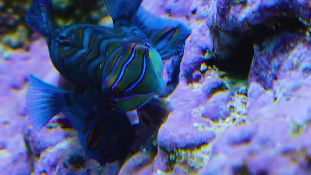 Κοντινό Πλάνο Των Ψαριών Υποβρύχιες Κολύμπι Γύρω — Αρχείο Βίντεο