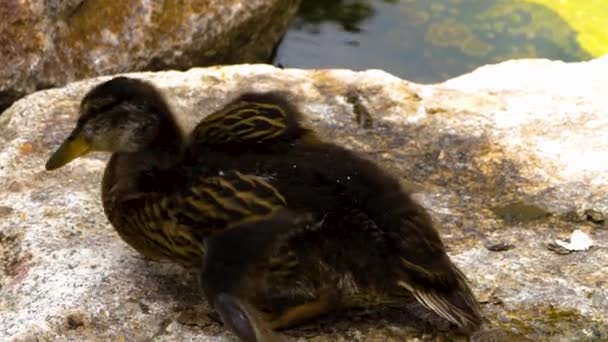 Close Young Ducks Relaxing Stretching Rock — Stock Video