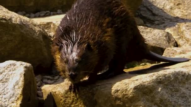 Nahaufnahme Eines Bibers Der Auf Felsen Läuft — Stockvideo