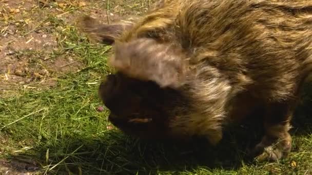 Zbliżenie Nowej Zelandii Kunekune Pig — Wideo stockowe