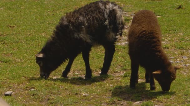 Nahaufnahme Von Ziege — Stockvideo