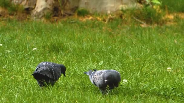 Primer Plano Del Pájaro Mirando Alrededor — Vídeo de stock