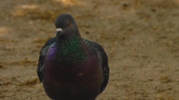 Primer Plano Del Pájaro Mirando Alrededor — Vídeo de stock