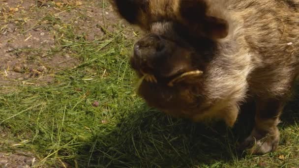 Close New Zealand Kunekune Pig — стоковое видео