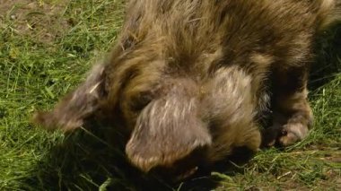 Yeni Zelanda KuneKune Domuzu 'na yaklaş 