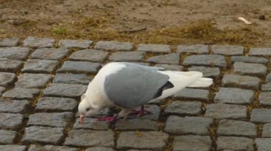Etrafa bakınan kuşlara yaklaş.