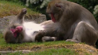 Etrafa bakınan maymunlara yaklaş