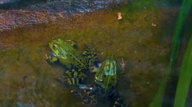  İlkbaharda kurbağaların etrafını sarın.