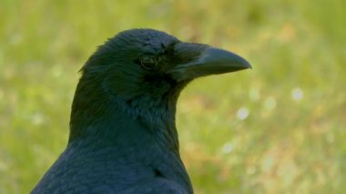 Güneşli bir yaz gününde bir çayırda kuzgun kapanır..