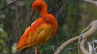 Baharın bulutlu bir gününde bir dalda oturan kızıl Ibis 'e yakın dur.