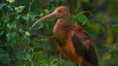 Baharın bulutlu bir gününde bir dalda oturan kızıl Ibis 'e yakın dur.