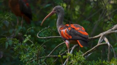 Baharın bulutlu bir gününde bir dalda oturan kızıl Ibis 'e yakın dur.