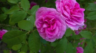 Pembe gülü kapat. Etrafta tavayla