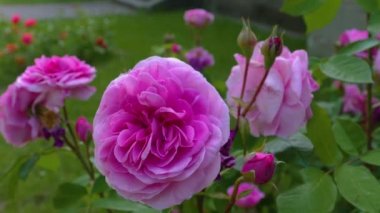 Pembe gülü kapat. Etrafta tavayla